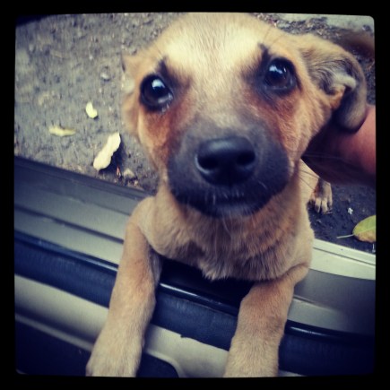 Stray pup on the streets